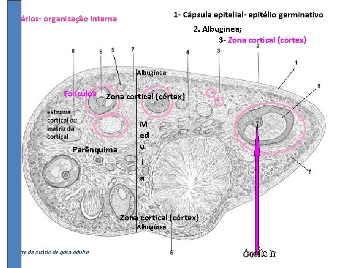 1 - Cápsula epitelial- epitélio germinativo Ovários- organização interna 2. Albugínea; 3 - Zona