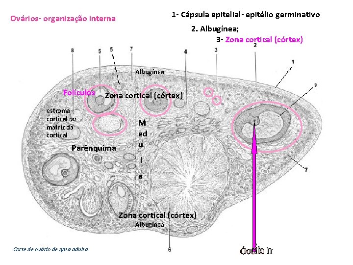 1 - Cápsula epitelial- epitélio germinativo Ovários- organização interna 2. Albugínea; 3 - Zona