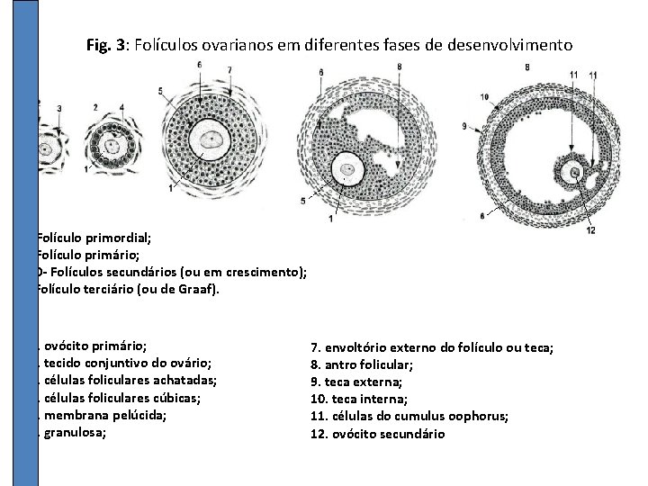 Fig. 3: Folículos ovarianos em diferentes fases de desenvolvimento A- Folículo primordial; B- Folículo