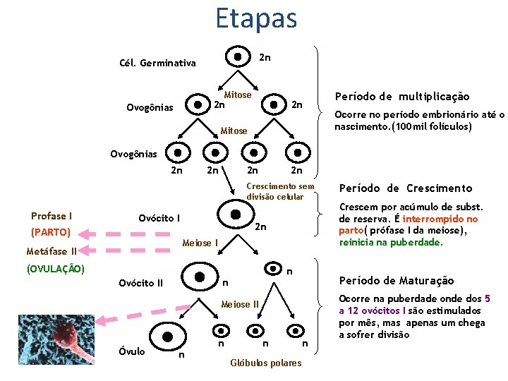Etapas 2 n Cél. Germinativa Mitose 2 n Ovogônias 2 n Mitose Período de