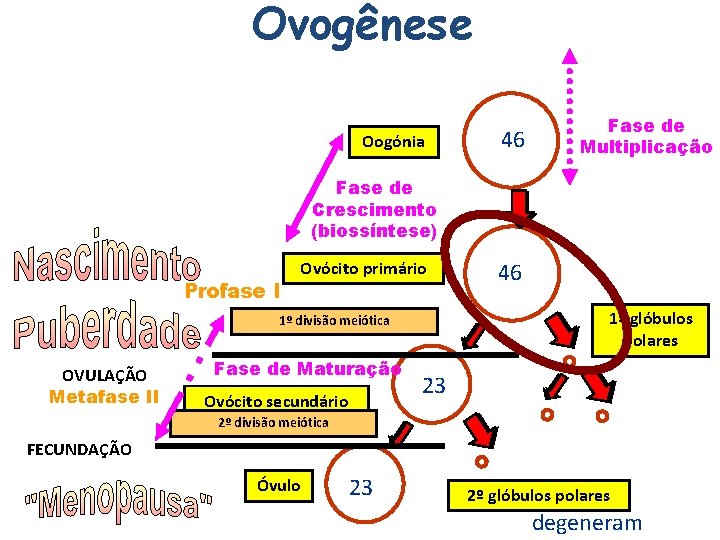 Ovogênese Oogónia 46 Fase de Multiplicação Fase de Crescimento (biossíntese) Profase I Ovócito primário