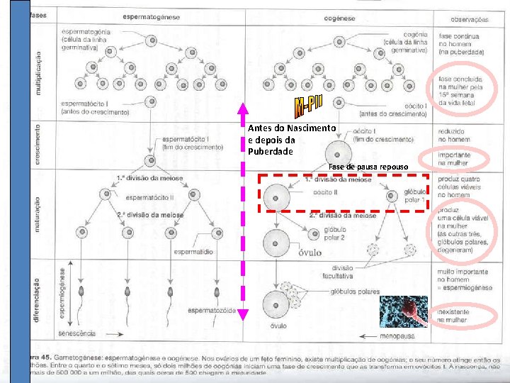 Antes do Nascimento e depois da Puberdade Fase de pausa repouso 