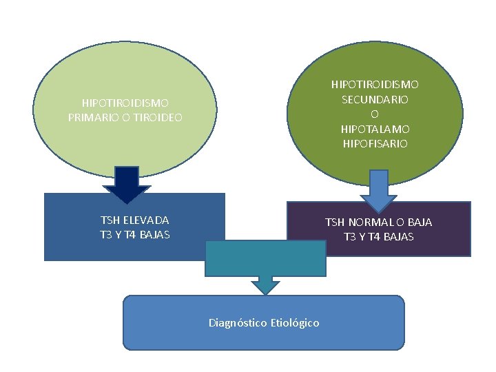 HIPOTIROIDISMO SECUNDARIO O HIPOTALAMO HIPOFISARIO HIPOTIROIDISMO PRIMARIO O TIROIDEO TSH ELEVADA T 3 Y