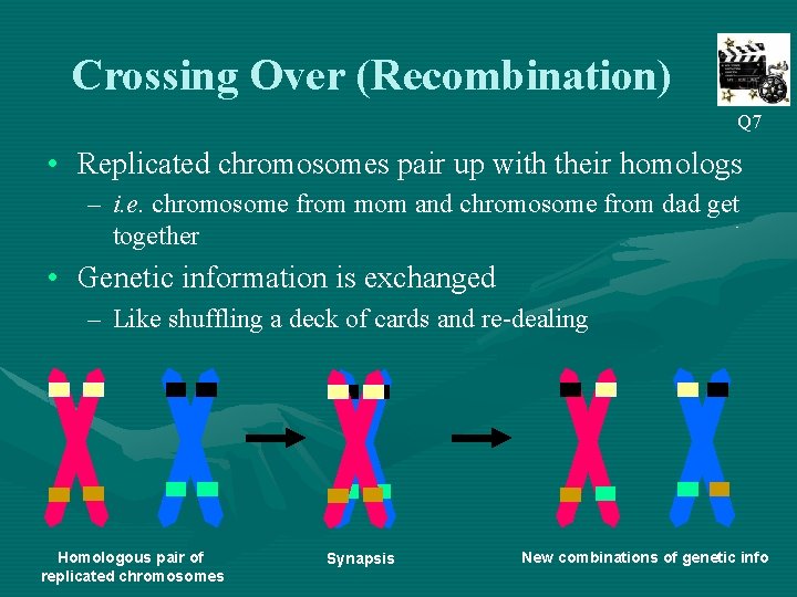 Crossing Over (Recombination) Q 7 • Replicated chromosomes pair up with their homologs –