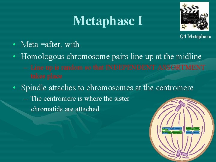 Metaphase I Q 4 Metaphase • Meta =after, with • Homologous chromosome pairs line