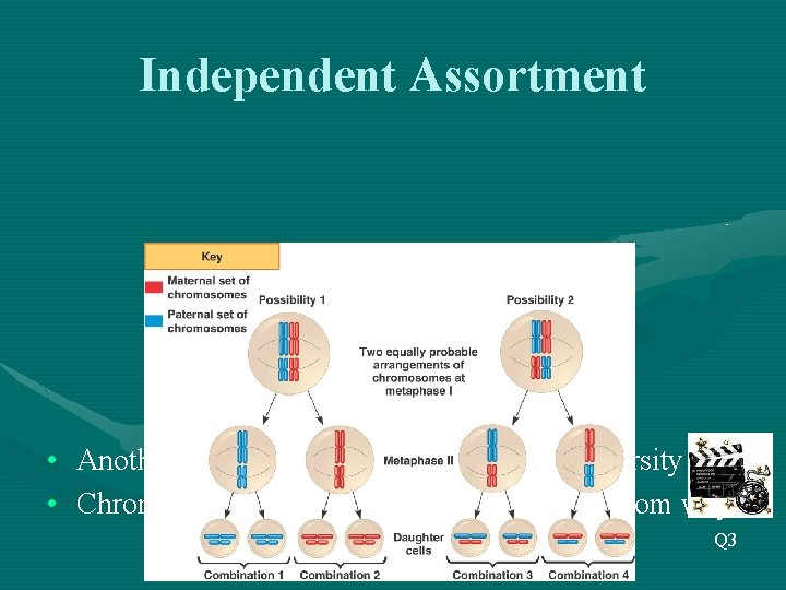 Independent Assortment • Another way in which meiosis increases diversity • Chromosomes line up