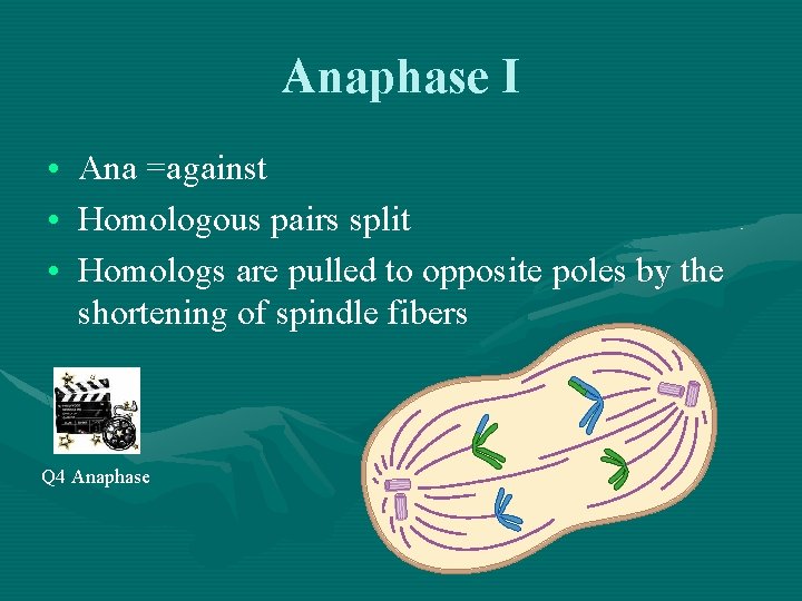 Anaphase I • Ana =against • Homologous pairs split • Homologs are pulled to