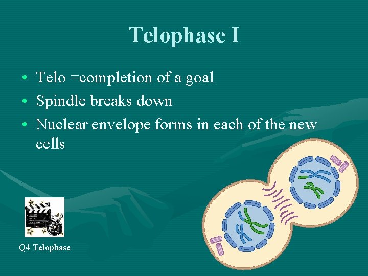 Telophase I • Telo =completion of a goal • Spindle breaks down • Nuclear