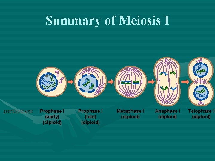 Summary of Meiosis I INTERPHASE Prophase I (early) (diploid) Prophase I (late) (diploid) Metaphase