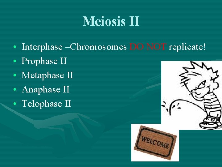 Meiosis II • • • Interphase –Chromosomes DO NOT replicate! Prophase II Metaphase II