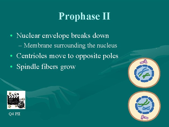 Prophase II • Nuclear envelope breaks down – Membrane surrounding the nucleus • Centrioles
