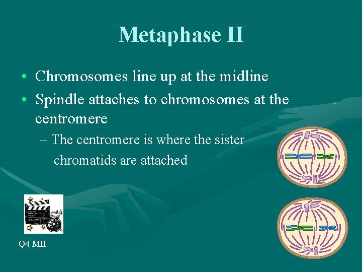 Metaphase II • Chromosomes line up at the midline • Spindle attaches to chromosomes