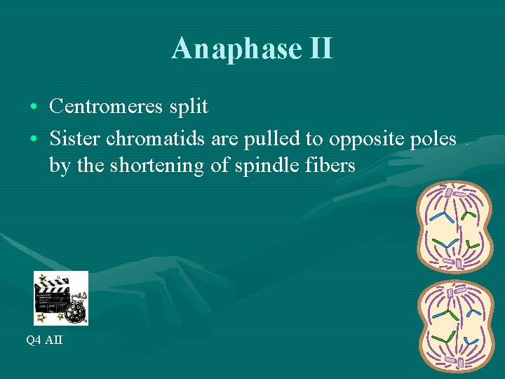 Anaphase II • Centromeres split • Sister chromatids are pulled to opposite poles by
