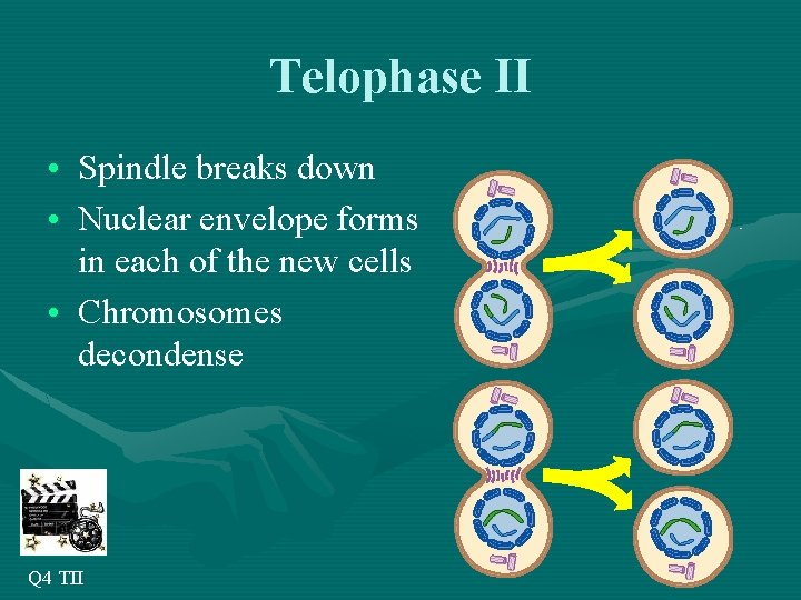 Telophase II • Spindle breaks down • Nuclear envelope forms in each of the