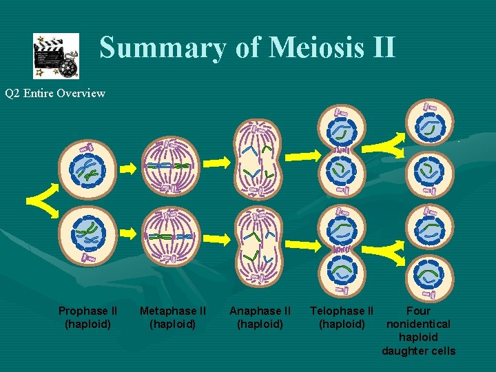 Summary of Meiosis II Q 2 Entire Overview Prophase II (haploid) Metaphase II (haploid)