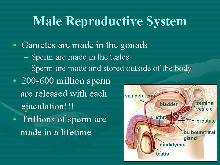 Male Reproductive System • Gametes are made in the gonads – Sperm are made