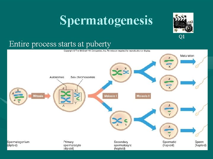 Spermatogenesis Entire process starts at puberty Q 1 