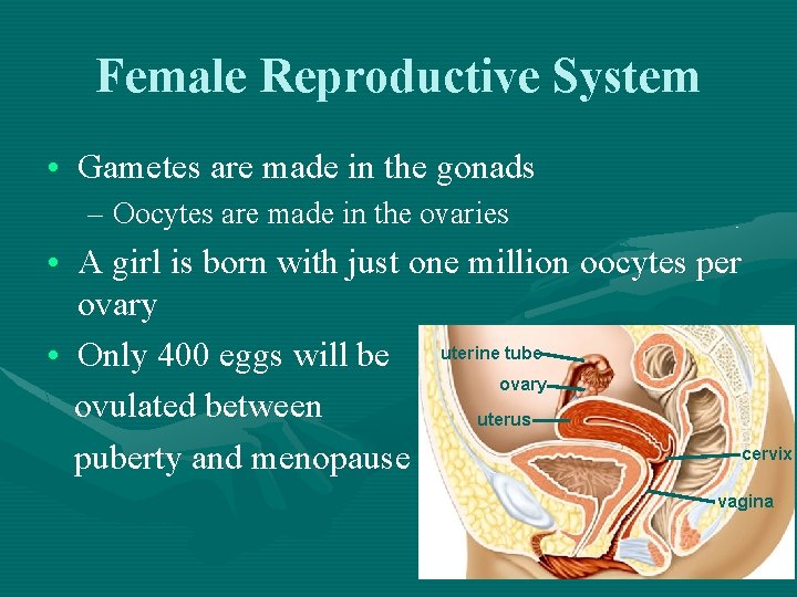 Female Reproductive System • Gametes are made in the gonads – Oocytes are made