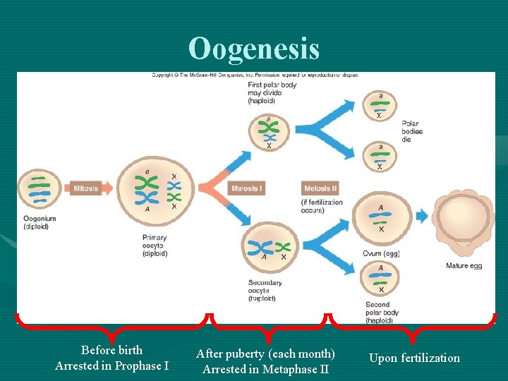 Oogenesis Before birth Arrested in Prophase I After puberty (each month) Arrested in Metaphase