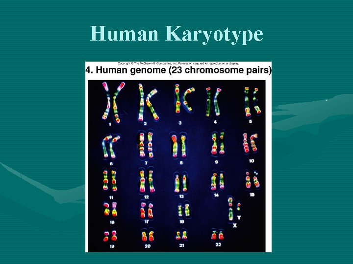 Human Karyotype 