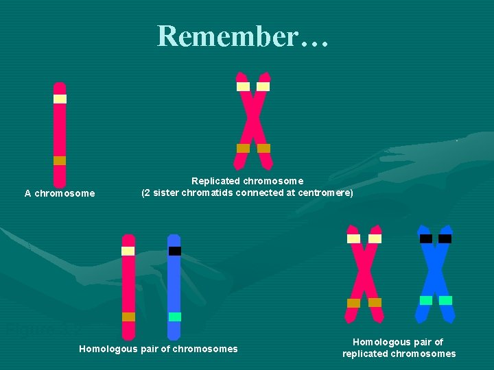 Remember… A chromosome Replicated chromosome (2 sister chromatids connected at centromere) Figure 3. 2