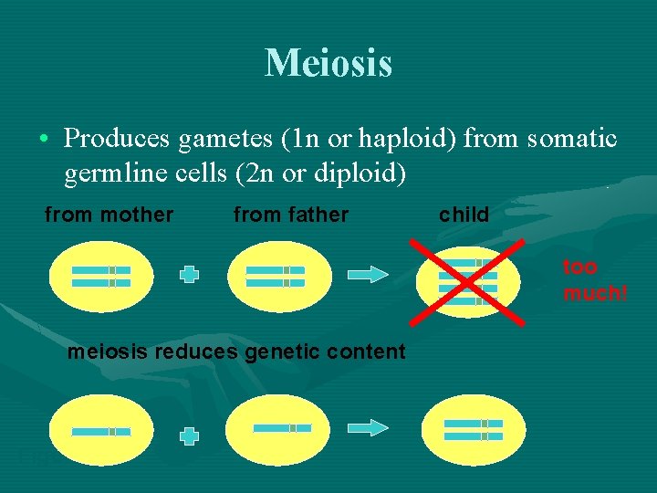 Meiosis • Produces gametes (1 n or haploid) from somatic germline cells (2 n