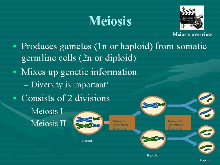 Meiosis overview • Produces gametes (1 n or haploid) from somatic germline cells (2