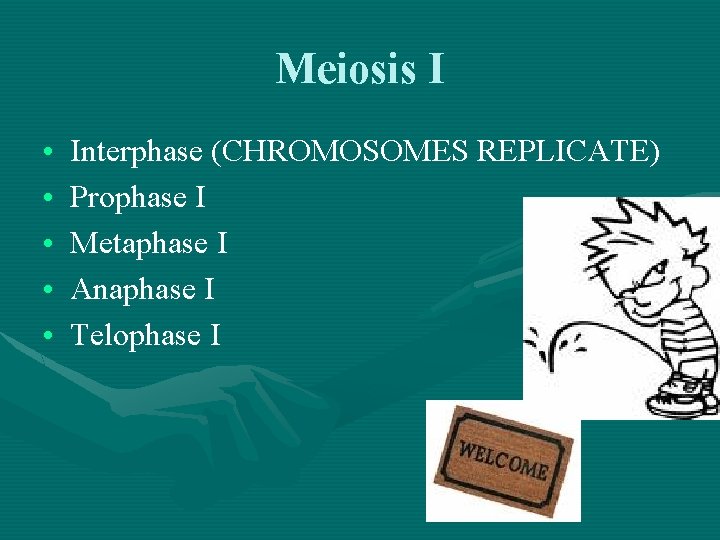 Meiosis I • • • Interphase (CHROMOSOMES REPLICATE) Prophase I Metaphase I Anaphase I
