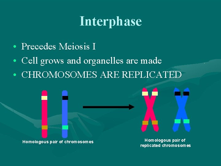 Interphase • Precedes Meiosis I • Cell grows and organelles are made • CHROMOSOMES