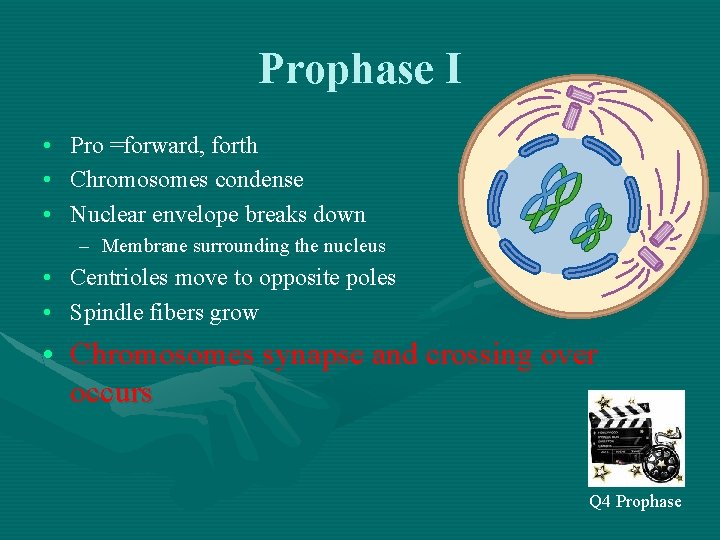Prophase I • • • Pro =forward, forth Chromosomes condense Nuclear envelope breaks down