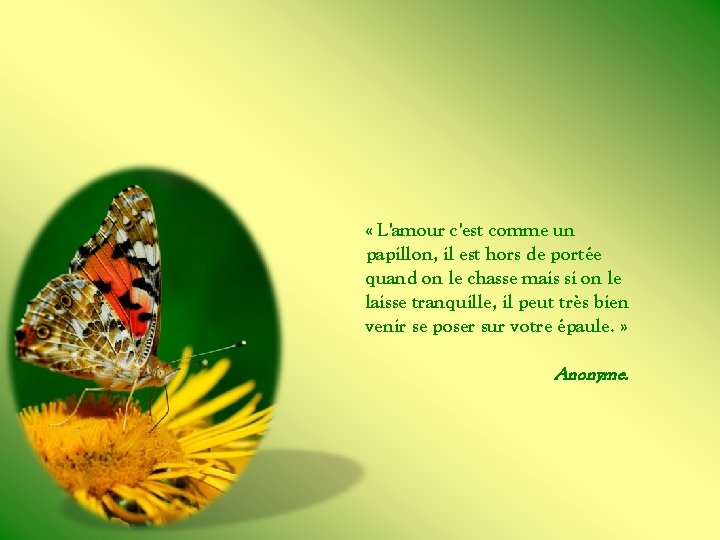  « L'amour c'est comme un papillon, il est hors de portée quand on