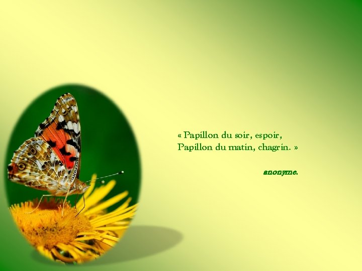  « Papillon du soir, espoir, Papillon du matin, chagrin. » anonyme. 