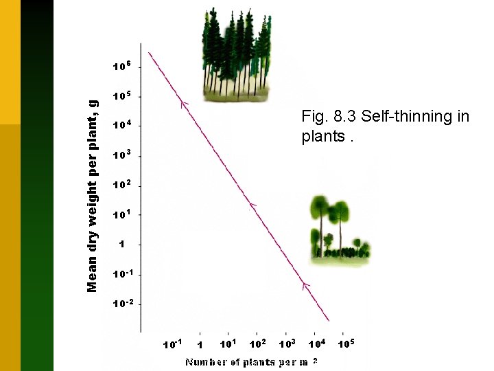 Mean dry weight per plant, g 10 6 10 5 Fig. 8. 3 Self-thinning