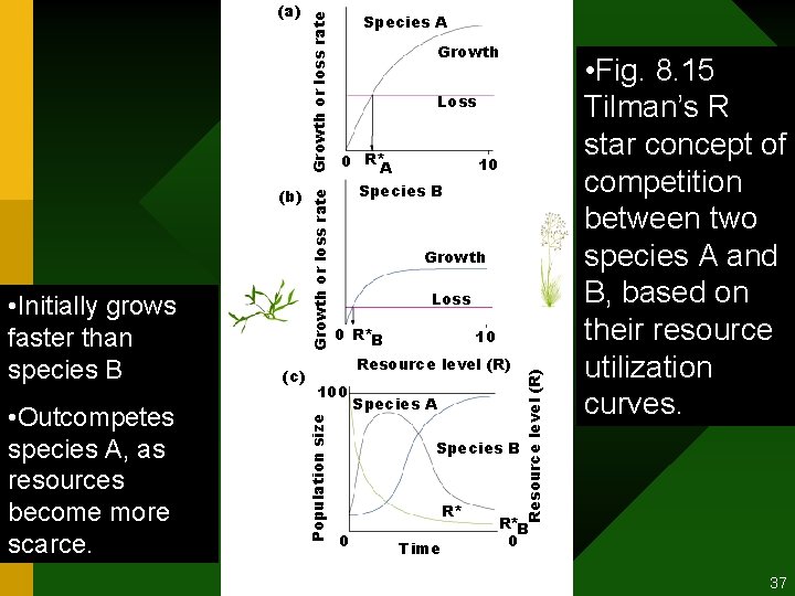  • Outcompetes species A, as resources become more scarce. (c) Growth Loss 0