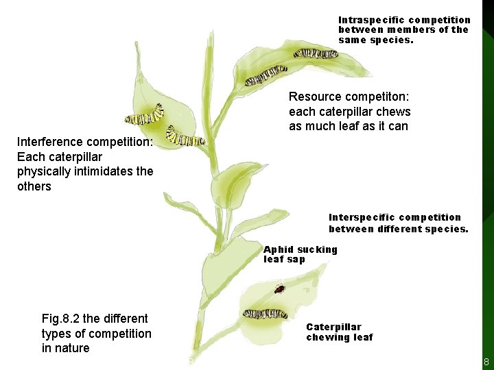 Intraspecific competition between members of the same species. Resource competiton: each caterpillar chews as