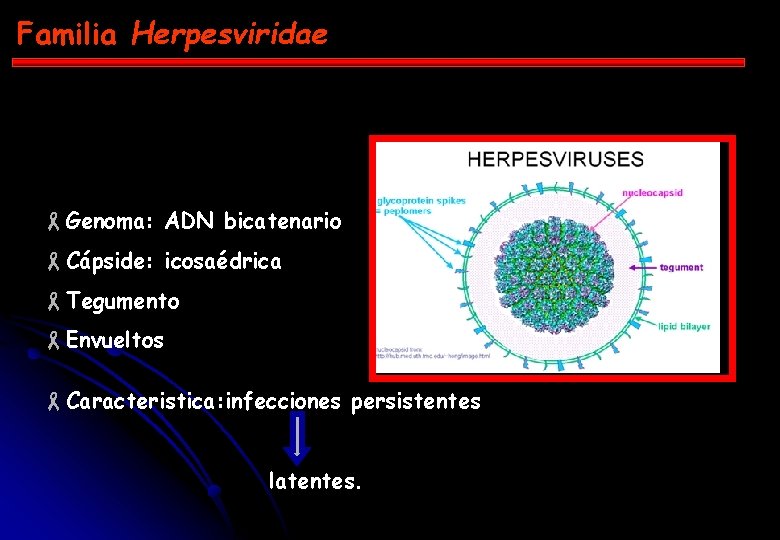 Familia Herpesviridae -Genoma: ADN bicatenario -Cápside: icosaédrica -Tegumento -Envueltos -Caracteristica: infecciones persistentes latentes. 