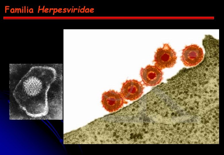 Familia Herpesviridae 