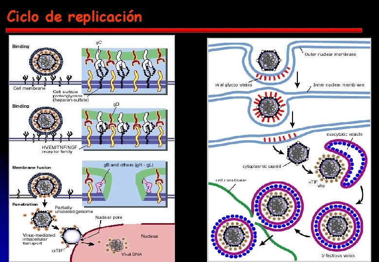 Ciclo de replicación 