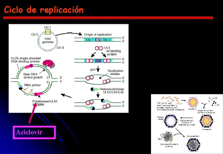 Ciclo de replicación Aciclovir 