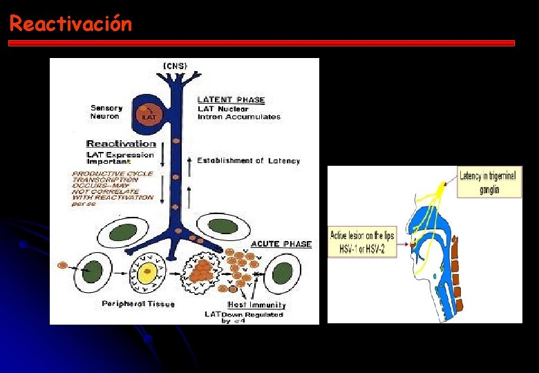 Reactivación 