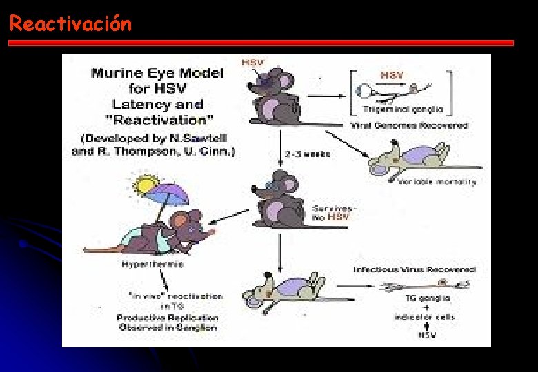 Reactivación 