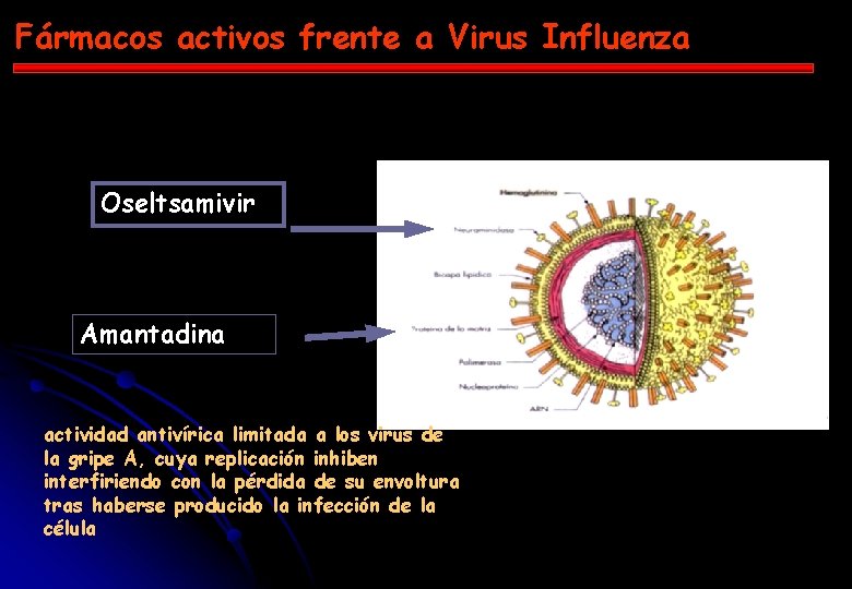 Fármacos activos frente a Virus Influenza Oseltsamivir Amantadina actividad antivírica limitada a los virus