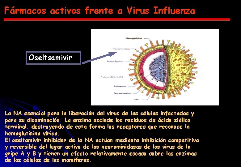 Fármacos activos frente a Virus Influenza Oseltsamivir La NA esencial para la liberación del