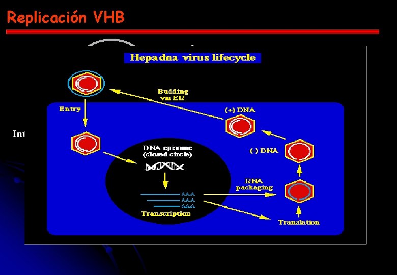 Replicación VHB 1 4 + _ _ + TR Intermediario ARN-ADN LAMIVUDINA 3 ARN