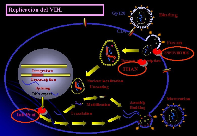 Replicación del VIH. Gp 120 CD 4 ENFUVIRTIDE ITIAN Inh Prot 