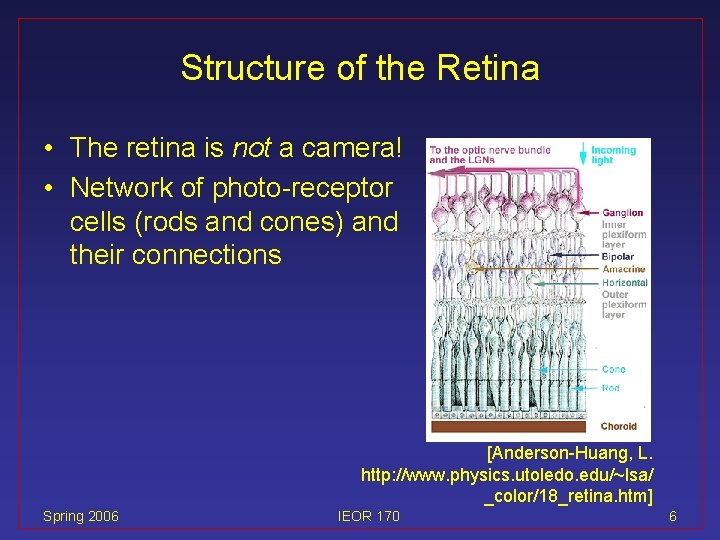 Structure of the Retina • The retina is not a camera! • Network of
