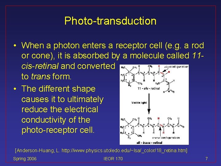 Photo-transduction • When a photon enters a receptor cell (e. g. a rod or