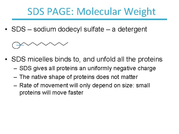 SDS PAGE: Molecular Weight • SDS – sodium dodecyl sulfate – a detergent •