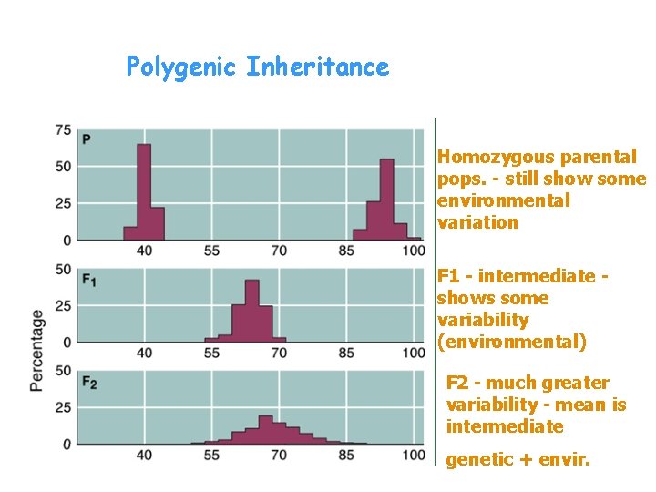 Polygenic Inheritance Homozygous parental pops. - still show some environmental variation F 1 -