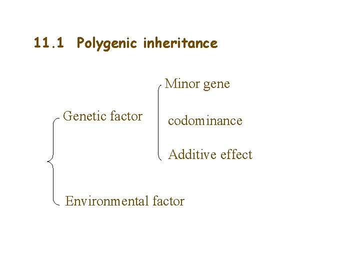 11. 1 Polygenic inheritance Minor gene Genetic factor codominance Additive effect Environmental factor 